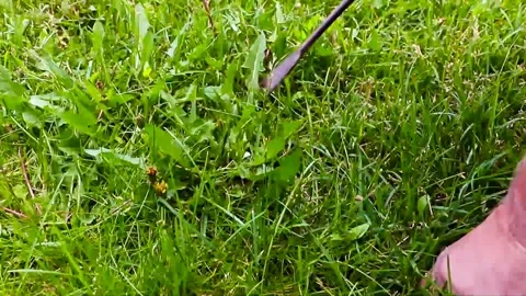 Gardener tirelessly continue the battle to keep his lawn dandelion-free by Video stock 132788926