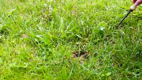 Gardener tirelessly continue the battle to keep his lawn dandelion-free by Video stock 132788949