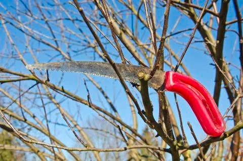 Gardener tool handsaw on apple tree branch Stock Photos
