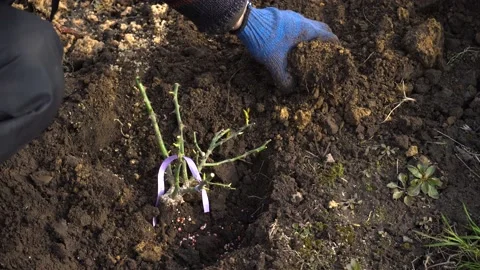Gardener transplants rose bush into rich soil covering shrub. Spring work. Stock Footage