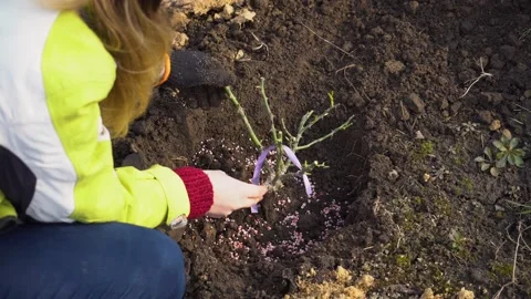 Gardener transplants rose bush into soil adds fertilizer granules. Spring work. Stock Footage