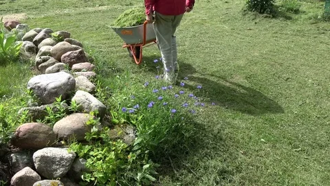 Gardener  transporting cutted grass  with wheelbarrow Video stock 79669586
