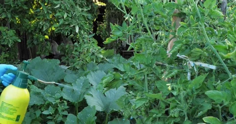 The gardener treats the tomatoes with a solution of copper sulfate to remove Stock Footage 252085226