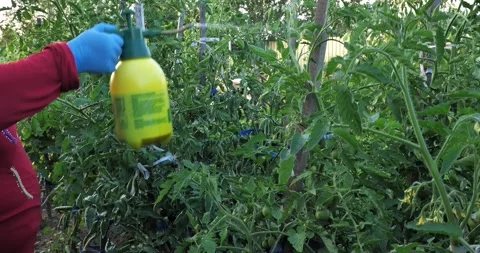The gardener treats the tomatoes with a solution of copper sulfate to remove Stock Footage 252729572