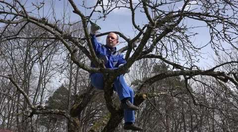 Gardener trimming apple tree branches with shears on blue sky background Stock Footage 64867954
