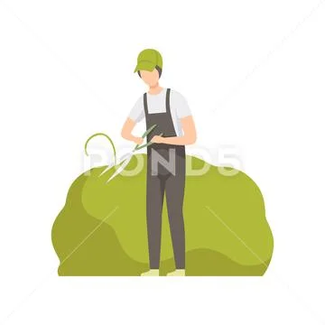 Gardener trimming a bush with clippers, man working in the garden vector Stock Illustration