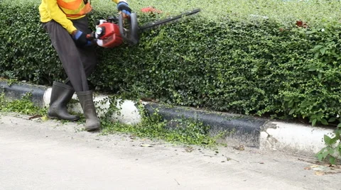 Gardener is trimming the hedge Stock Footage 63381497