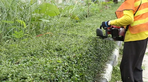 Gardener is trimming the hedge Stock Footage 63382218