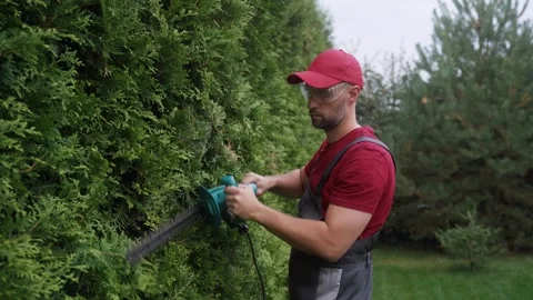 Gardener trimming hedge using electric hedge trimmer Stock Footage 289829054