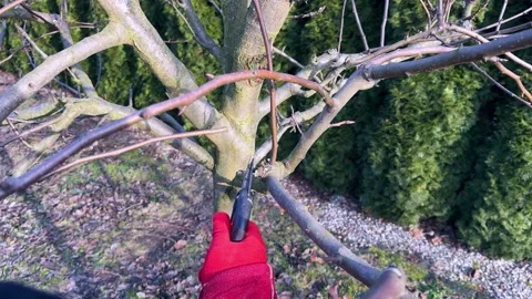 Gardener Trimming Tree Branches with Pruning Shears 库存影片 300263251
