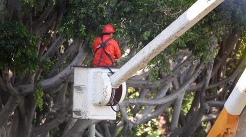 Gardener trimming tree with chainsaw standing on a tele platform with bucket Stock Footage 30983440