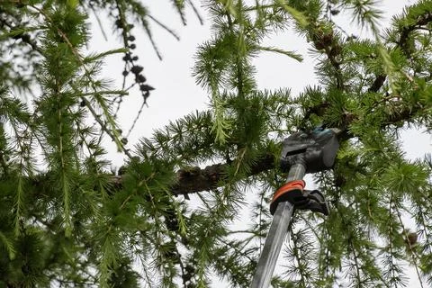 Gardener trims branches. Spring work. Rejuvenation of old tall European lar.. Stock Photos