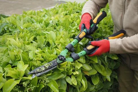 Gardener trims hedge with pruning shears in backyard Stock Photos