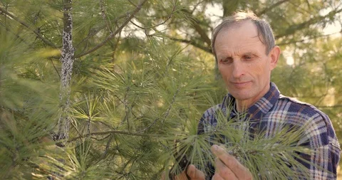 Gardener trims pine branches in forest. concern for nature. Spring garden. Stock Footage 127941144