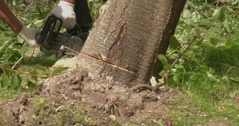 A gardener trims trees, removing a large fallen cherry tree with a chainsaw Stock Footage 326004739
