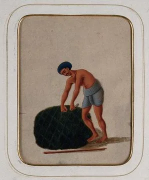 A gardener tying a bundle of grass. Gouache painting on mica by an Indian a.. 스톡 일러스트