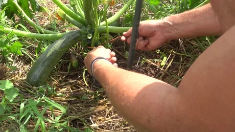 Gardener tying a pruned zucchini stem to a vertical plastic support Stock Footage 342827005