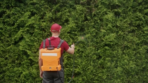 Gardener uses backpack sprayer to maintain lush hedge in residential area during Stock Footage 289743174