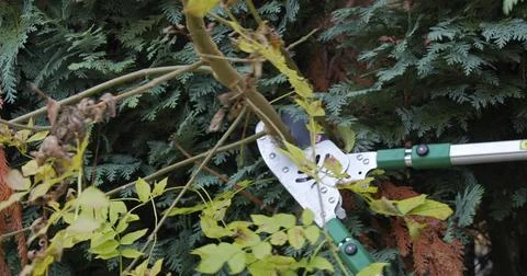 Gardener uses pruning shears to trim branches and maintain plants Stock Photos
