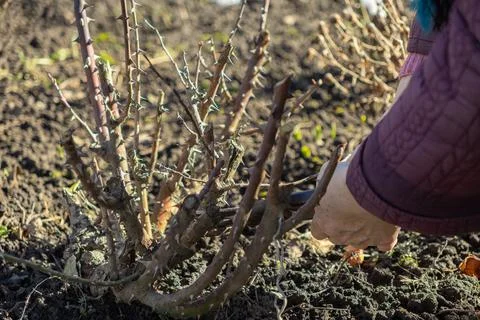 A gardener uses pruning shears to trim a dormant rose bush in an early spring Stockfoto's