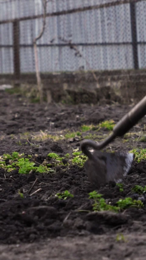 A gardener uses a sharp hoe to cultivate the dark soil of a backyard vegetable Video stock 339790721