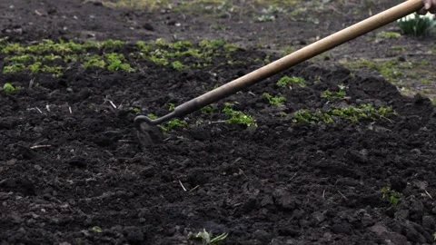 A gardener uses a sharp hoe for manual soil cultivation in the backyard garden, Stock Footage 339790576