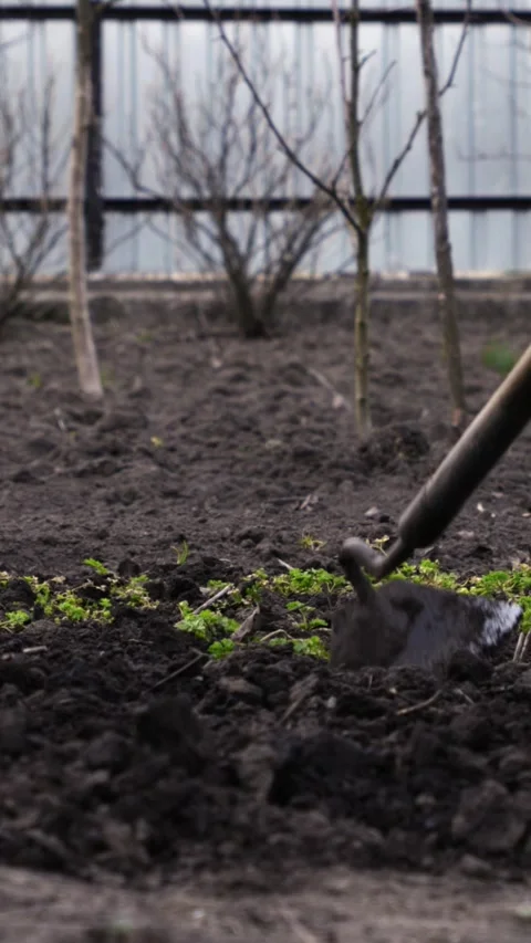 A gardener uses a sharp hoe to weed a soil bed in a backyard orchard, Stock Footage 339790376