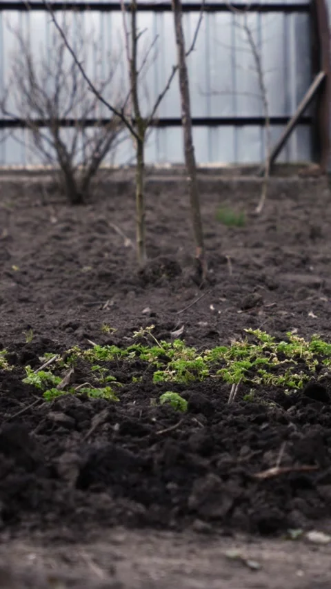 A gardener uses a sharp hoe to weed and aerate soil around small young plants Stock-Footage 339790404