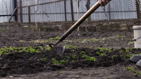 A gardener uses a sharp hoe to weed and cultivate soil in a garden bed, Stock Footage 339790709