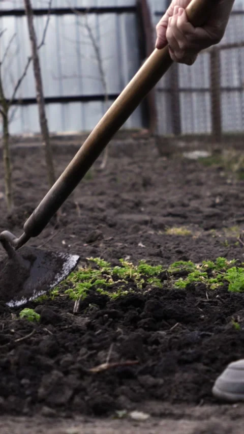 A gardener uses a sharp hoe to weed a small garden plot in spring, illustrating Stock-Footage 339790767