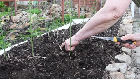 Gardener uses a sharp knife to cut young shoots of green asparagus,concept of Stock Footage 284876432