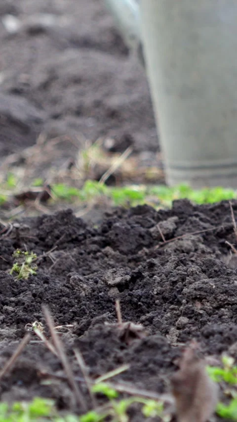 A gardener uses a sharp metal hoe for weeding dark soil, illustrating active Stock-Footage 339790599
