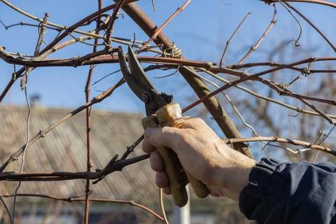 A gardener uses sharp pruning shears to cut dry branches from a vine during Stock Photos