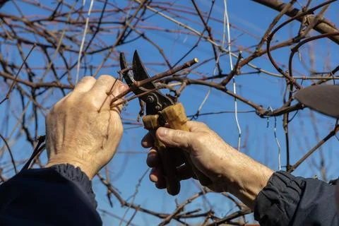 A gardener uses sharp pruning shears to trim branches on a vineyard vine during Stock Photos