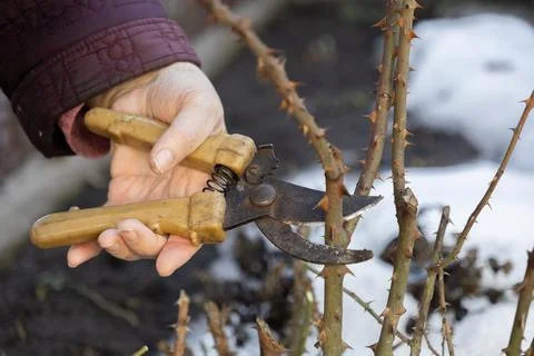 A gardener uses sharp pruning shears to trim thorny rose bush stems during late Stock Photos