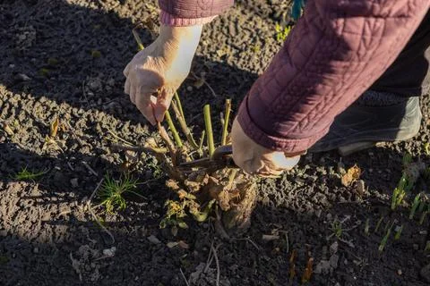 A gardener uses sharp pruning shears to trim rose bushes in a dark soil garden Stockfoto's