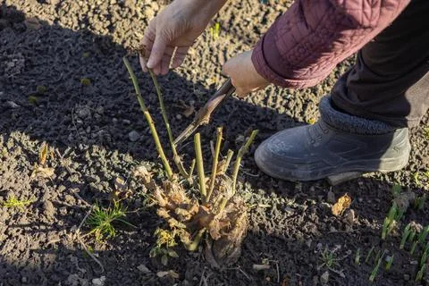 A gardener uses sharp pruning shears to cut back rose bush stems in a garden Stockfoto's