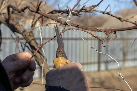 A gardener uses sharp pruning shears to cut dry grapevine branches during Stock Photos