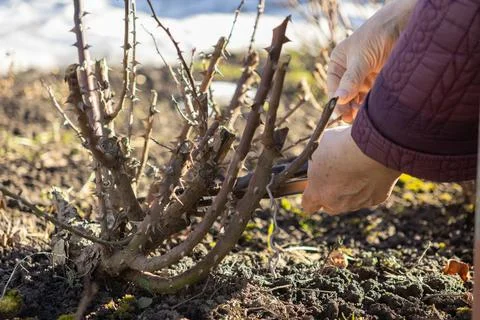 A gardener uses sharp pruning shears to trim thorny rose bush branches during Stock Photos