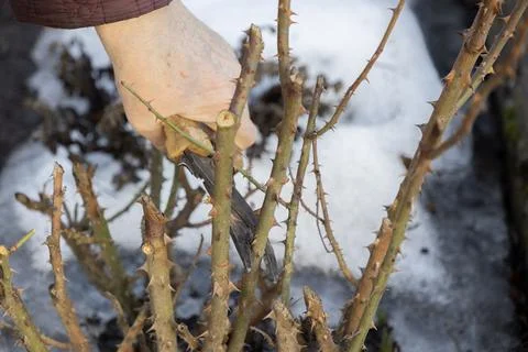 A gardener uses sharp steel pruning shears to trim thorny rose bush branches in Stock Photos
