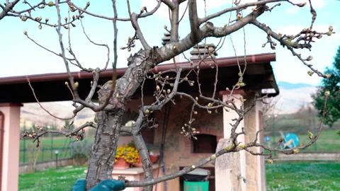 Gardener using cutters for pruning dry branches on pear tree with growing buds Stock Footage 155806202