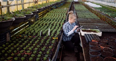 Gardener using digital tablet in greenhouse Stock Footage 127121449