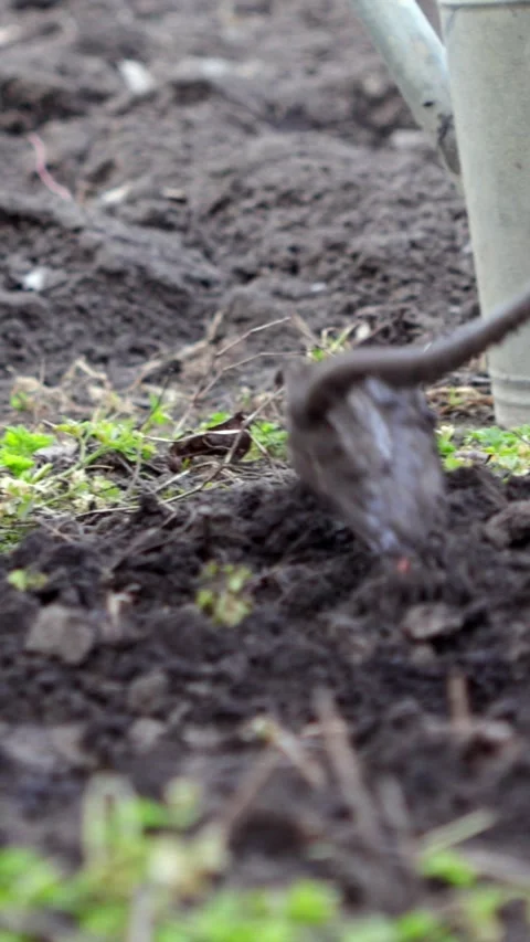 A gardener using a hand hoe to loosen dark soil in a vegetable garden bed, Stock-Footage 339790583