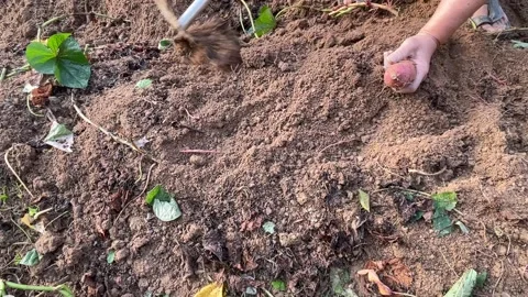 Gardener Using Hand Hoe Tool To Dig Soil And Holding Fresh Sweet Potato Stock-Footage 342577064