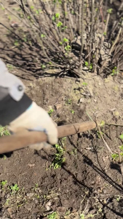 Gardener using hand rake to clean the soil around a bush Stock Footage 332847457