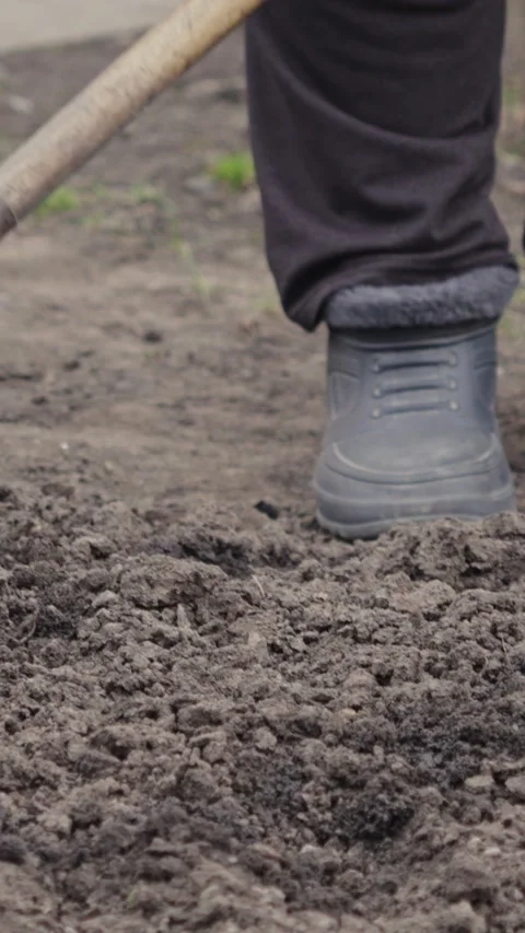 Gardener using a hand rake to till and loosen dark soil in a vegetable gard.. Stock Footage 339850785