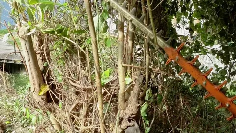 Gardener Using Hedge Trimmer POV Stock Footage 140349411