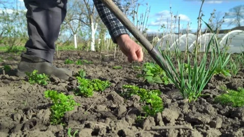 Gardener using a hoe to cultivate soil around green onions and parsley in a Stock Footage 333414276