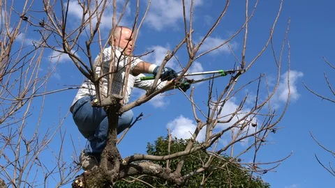 Gardener using long shears and pruning branches. Cutting trees in springtime Stock Footage 126997554