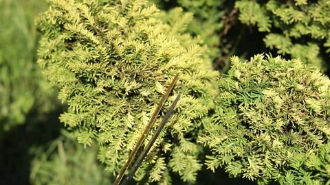 Gardener using manual hedge shears shapes a green bush in the garden Stock Footage 337644782